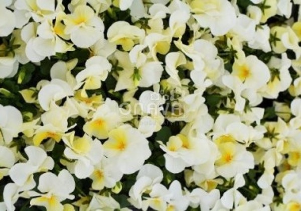 Viola cornuta Twix Power Cream