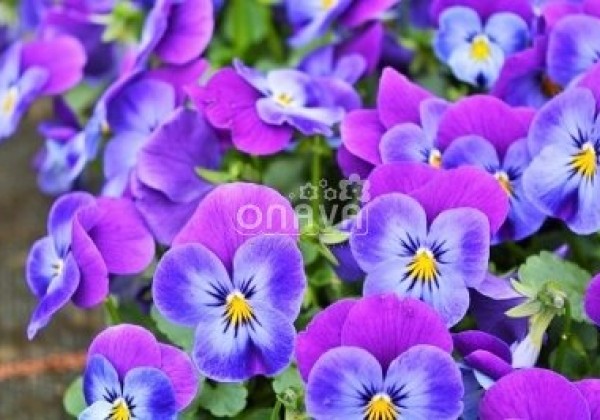 Viola cornuta Twix Power Lavender Blue
