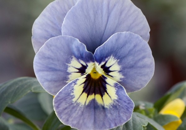 Viola cornuta Twix Power Marina