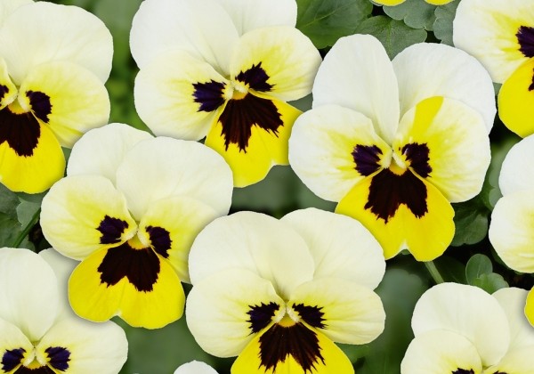 Viola cornuta Twix Power Lemon Frost with Eye