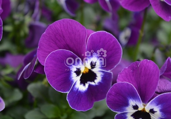 Viola cornuta Twix Power Purple Face