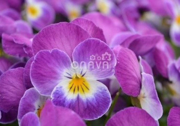 Viola cornuta Twix Power Rose Face