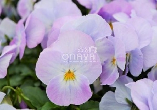 Viola cornuta Twix Power Soft Pink