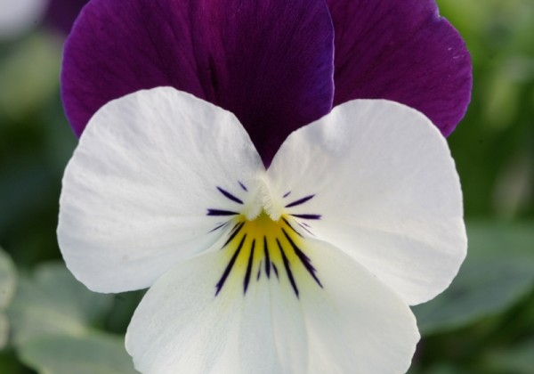 Viola cornuta Twix Power White Purple Wing