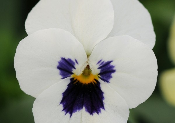 Viola cornuta Twix Power