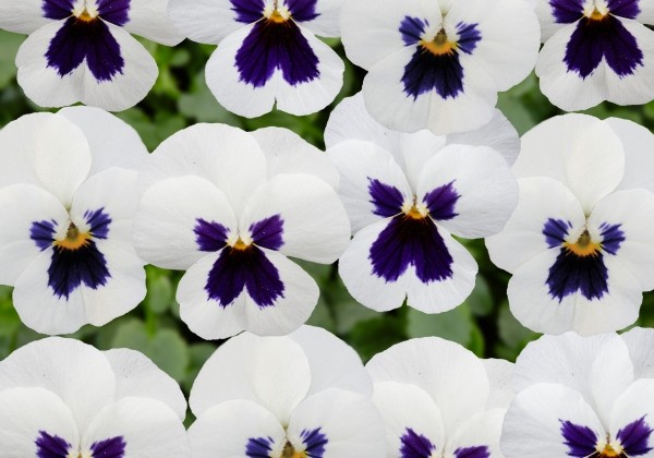 Viola cornuta Twix Power