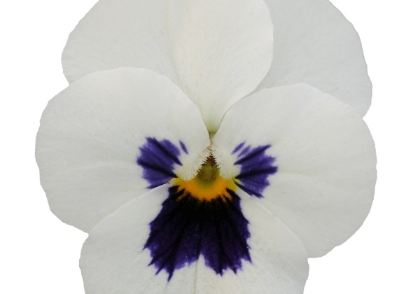 Viola cornuta Twix Power