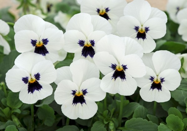 Viola cornuta Twix Power