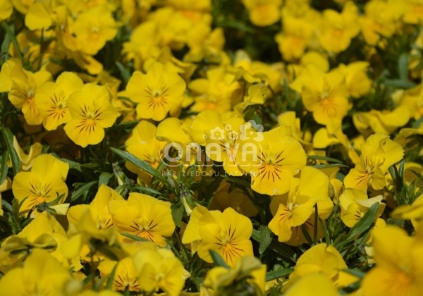 Viola cornuta Twix Power Yellow