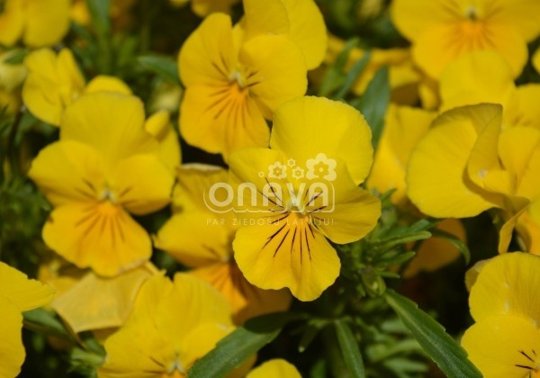 Viola cornuta Twix Power Yellow