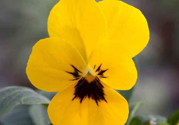 Viola cornuta Twix Power Yellow with Eye