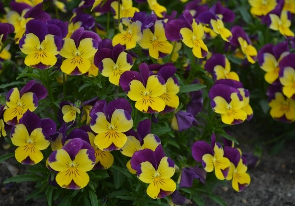 Viola cornuta Twix Power Yellow Purple Wing