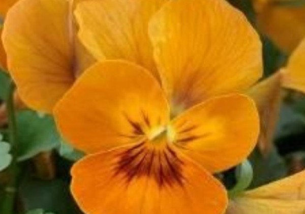 Viola cornuta Twixini Honey