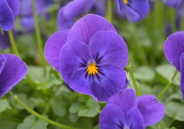 Viola cornuta Ice Babies Blue