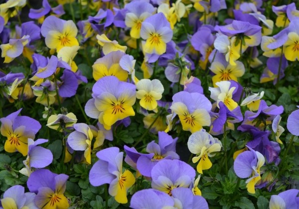 Viola cornuta Ice Babies Blue with Yellow