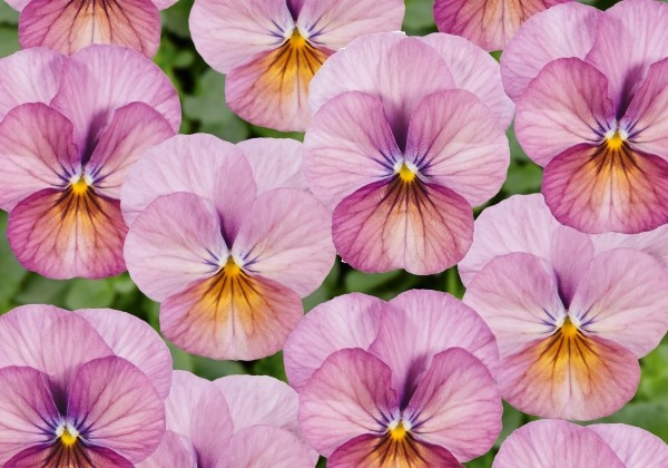 Viola cornuta Ice Babies Caramel Pink