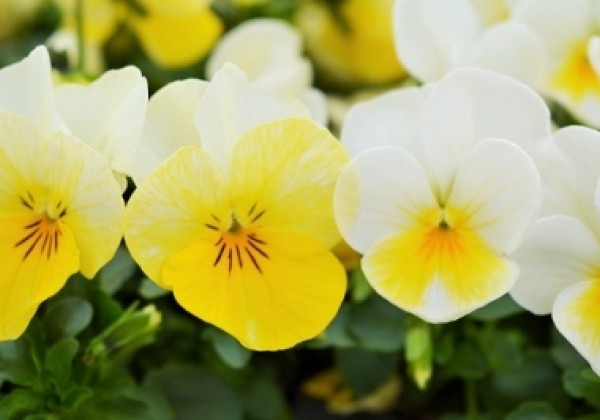 Viola cornuta Ice Babies Cream Yellow Lip