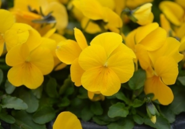 Viola cornuta Ice Babies Golden Yellow