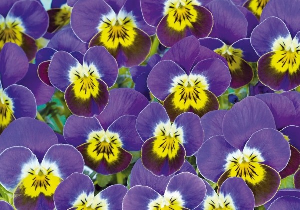 Viola cornuta Ice Babies Lilac Yellow Face