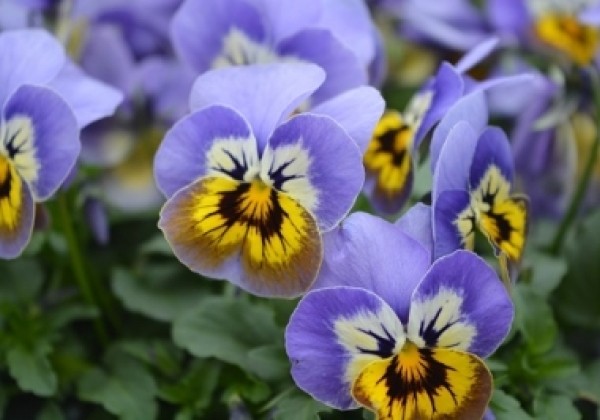 Viola cornuta Ice Babies Marina