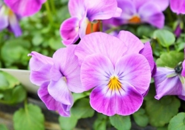 Viola cornuta Ice Babies Rose Face