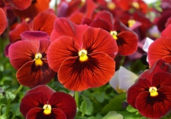 Viola cornuta Ice Babies Scarlet Fire