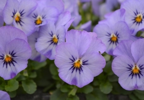 Viola cornuta Ice Babies Sky Blue