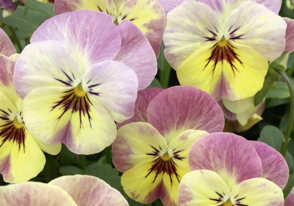 Viola cornuta Ice Babies Vanilla Rose