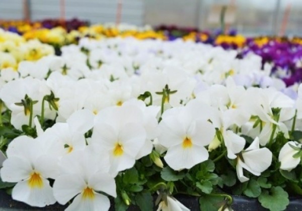 Viola cornuta Ice Babies White
