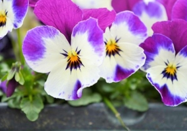 Viola cornuta Ice Babies White Purple Wing