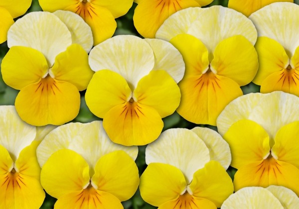 Viola cornuta Ice Babies Yellow Frost