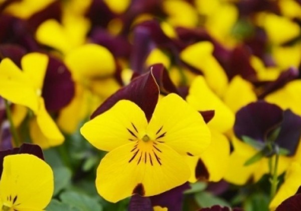 Viola cornuta Ice Babies Yellow Purple Wing