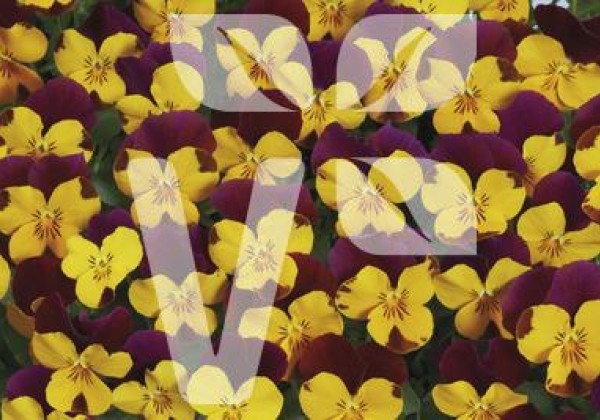 Viola cornuta Ice Babies Yellow Red Wing