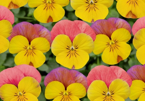 Viola cornuta Ice Babies Yellow Rose Wing