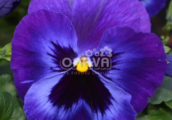 Viola wittrockiana Carneval Early Denim