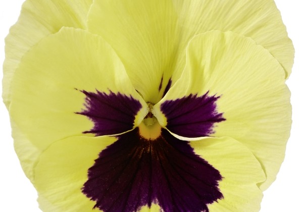 Viola wittrockiana Carneval Early Lemon with Blotch