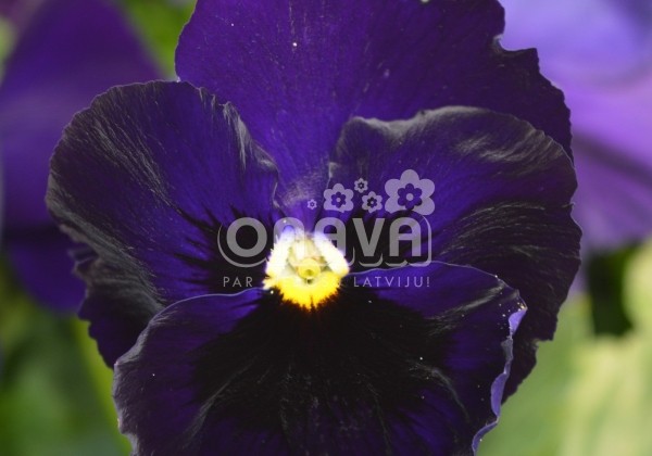 Viola wittrockiana Carneval Early Purple with Blotch
