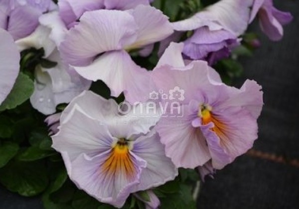 Viola wittrockiana Carneval Early Soft Pink