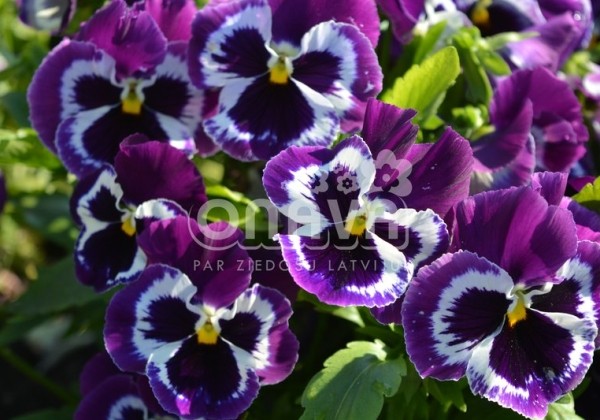 Viola wittrockiana Carneval Early Violet Face
