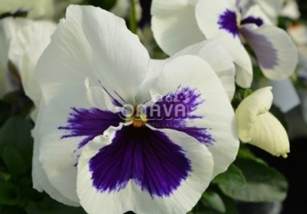 Viola wittrockiana Carneval Early White with Blotch