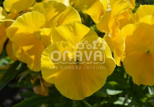 Viola wittrockiana Carneval Early Yellow