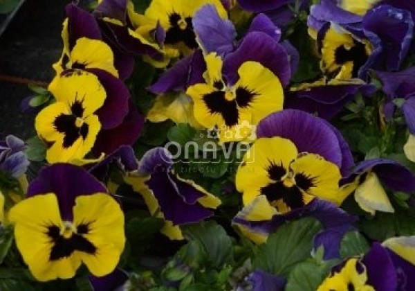 Viola wittrockiana Carneval Early Yellow Purple Wing