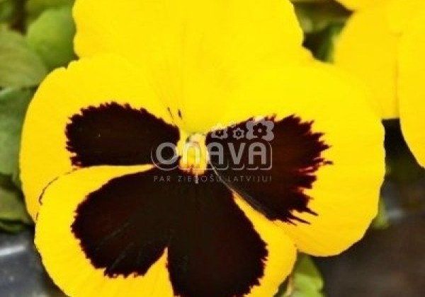 Viola wittrockiana Carneval Early Yellow with Blotch