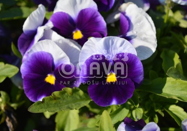 Viola wittrockiana Carneval Beaconsfield