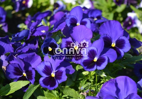 Viola wittrockiana Carneval Blue with Blotch
