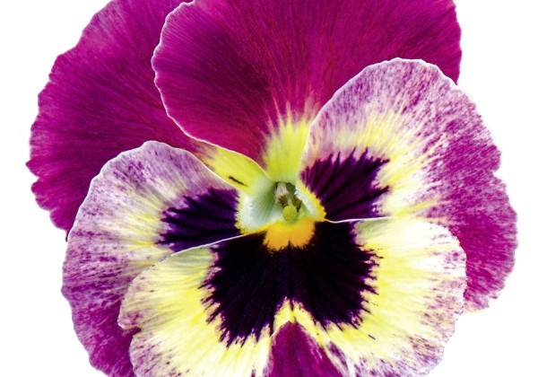 Viola wittrockiana Carneval Burgundy Vanilla Face