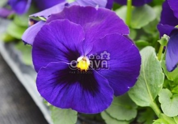 Viola wittrockiana Carneval Deep Blue with Blotch