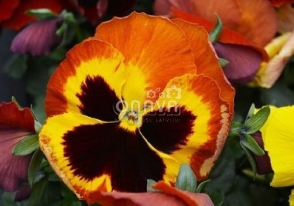 Viola wittrockiana Carneval Fire
