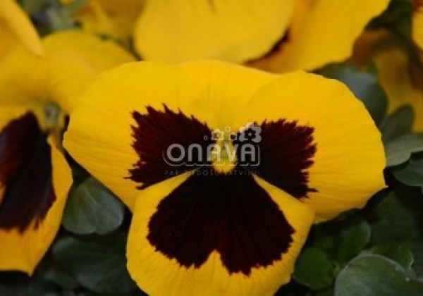 Viola wittrockiana Carneval Gold with Blotch