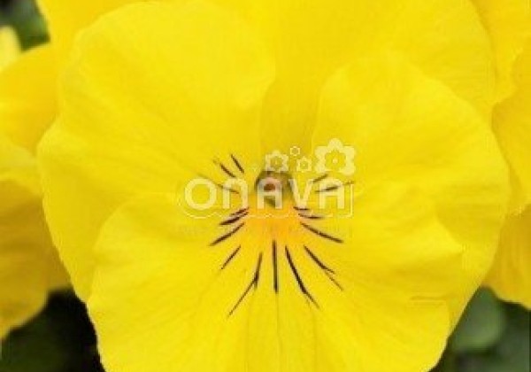 Viola wittrockiana Carneval Lemon